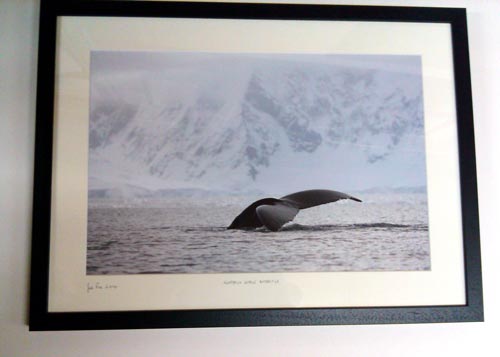 Acorn framing Joe Fox Photography Humpback Whale Antarctica 2